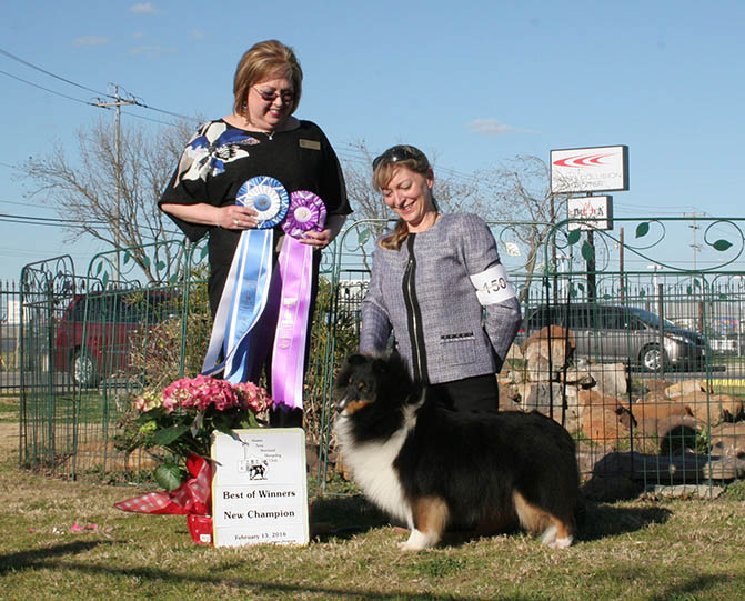 Ch. Kismet's Blue Heaven Sheltie Photograph