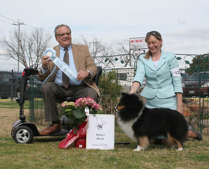Ch. Kismet's Blue Heaven Sheltie Photograph