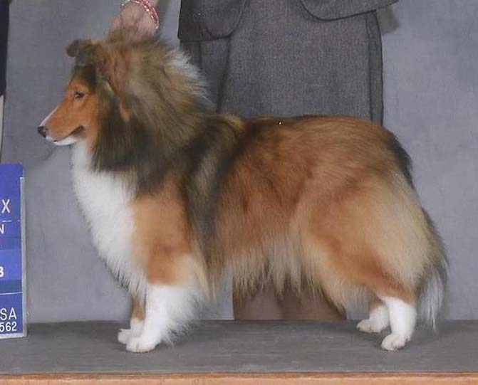 Kismet's Serendipity Caress Sheltie Photograph