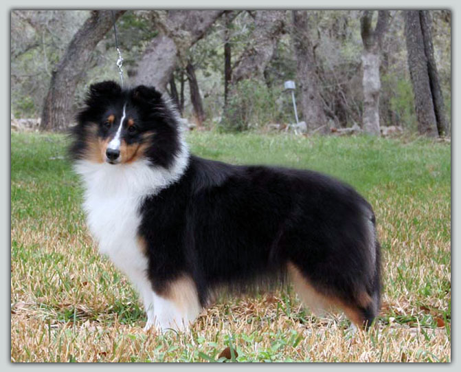 Kismet's New Dawn Sheltie Photograph