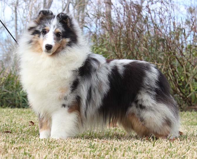 Kismet's High Fashion Sheltie Photograph