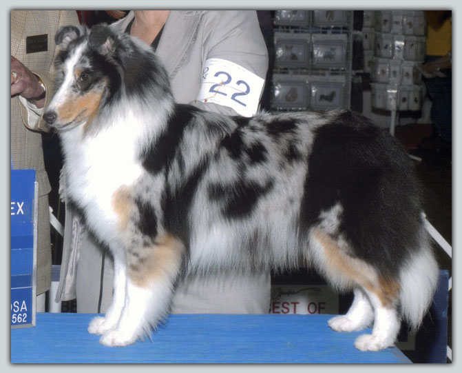 Kismet's Amazing Grace Sheltie Photograph