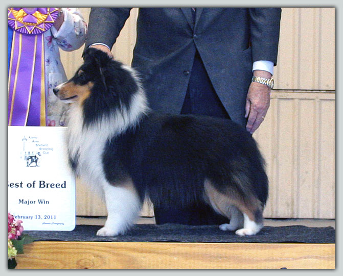 Kismet's Madison Sheltie Photograph