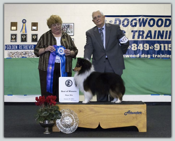 Kismet's Madison Sheltie Photograph