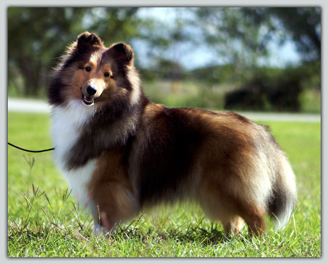Kismet's Chosen One Sheltie Photograph