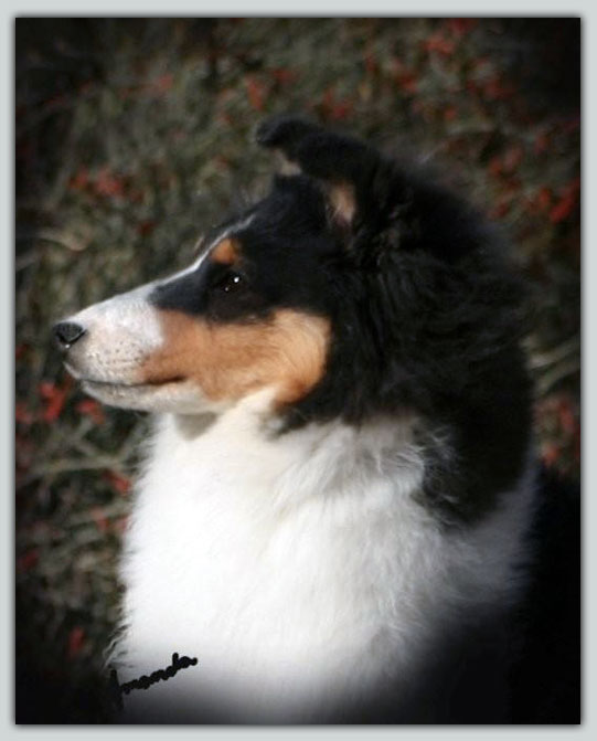 Kismet's Kindred Spirit photograph