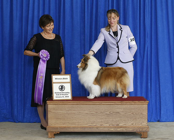 Kismet's So Rare's Sheltie Photograph