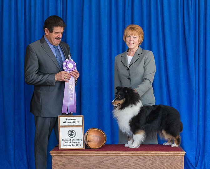 Kismet's Darlin Sara Sheltie Photograph
