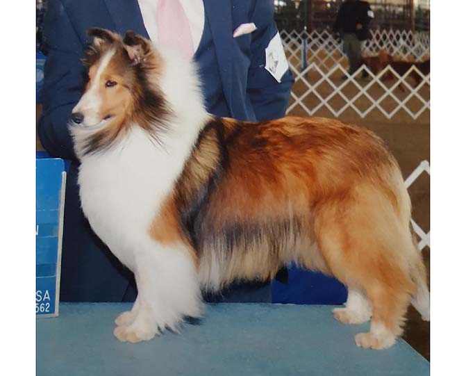 Kismet's So Rare's Sheltie Photograph