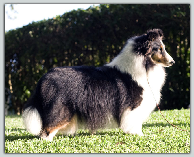 PaRay's Mandalay O' Kismet's Sheltie Photograph