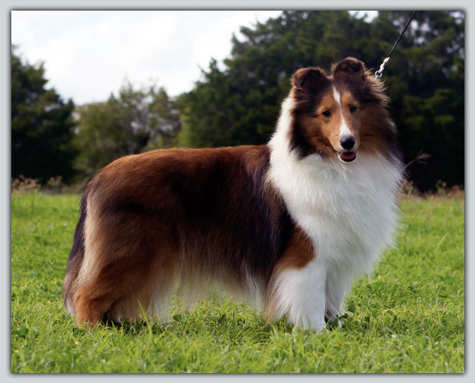 Ch. Orion's Sahara Of Kismet's Sheltie Photograph