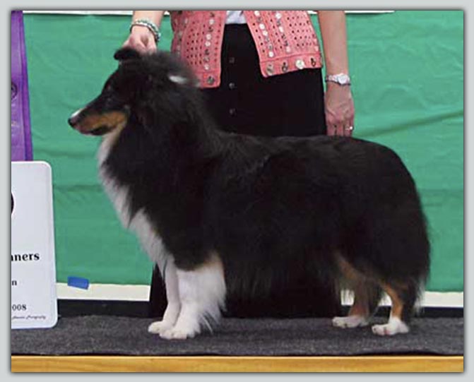 Ch. Kismet's Watered Silk's Sheltie Photograph
