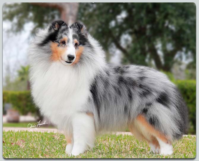Kismet's Silver Chalice O Paray's Sheltie Photograph