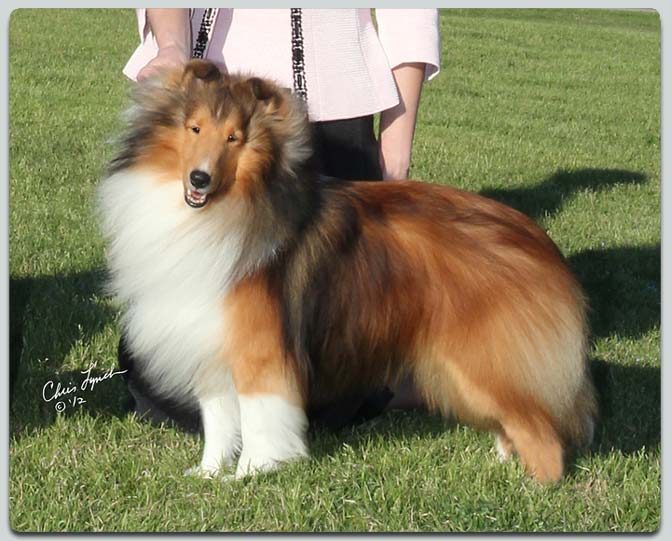 Ch. Cambridge Commander Sheltie Photograph