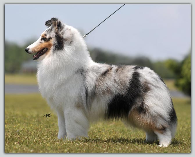 Ch. Kismet's Blue Heaven Sheltie Photograph