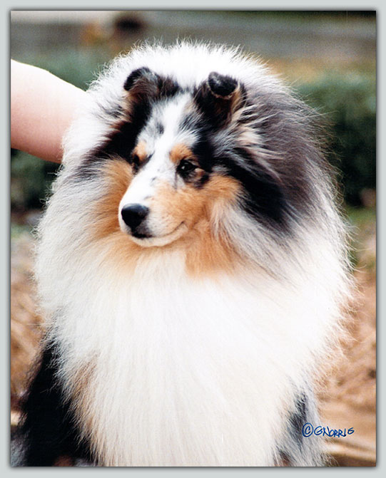 Barkley's SS Pajero Junior Sheltie Photograph