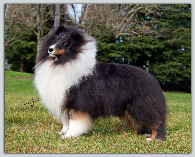 Kismet's Shogun Photograph